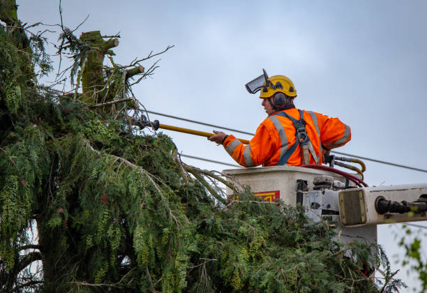 Trusted Barrington, IL Tree Care Experts