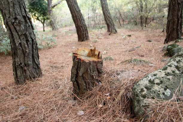 How Our Tree Care Process Works  in  Barrington, IL