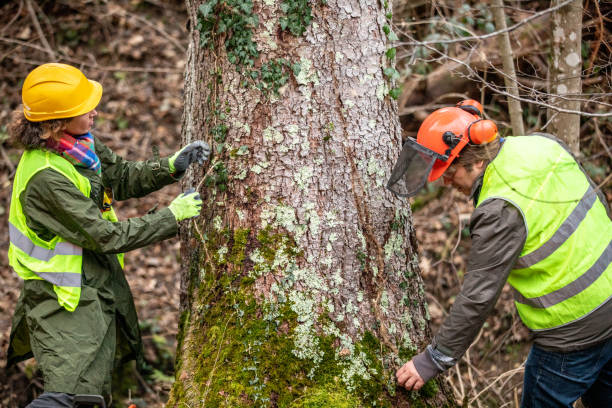Best Tree Cabling and Bracing  in Barrington, IL