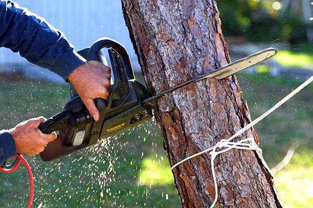 Lawn Pest Prevention in Barrington, IL